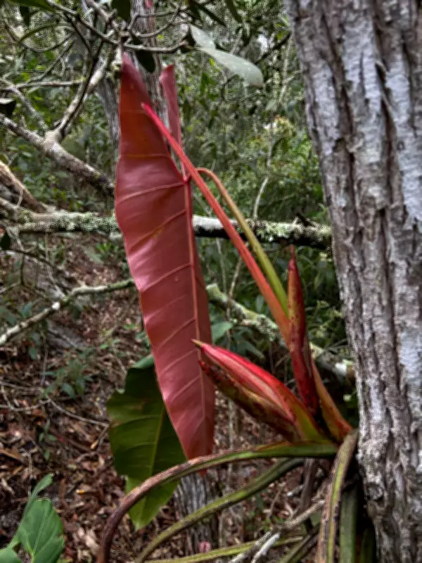Nova espécie de planta rara é descoberta no Espírito Santo e já enfrenta risco de extinção