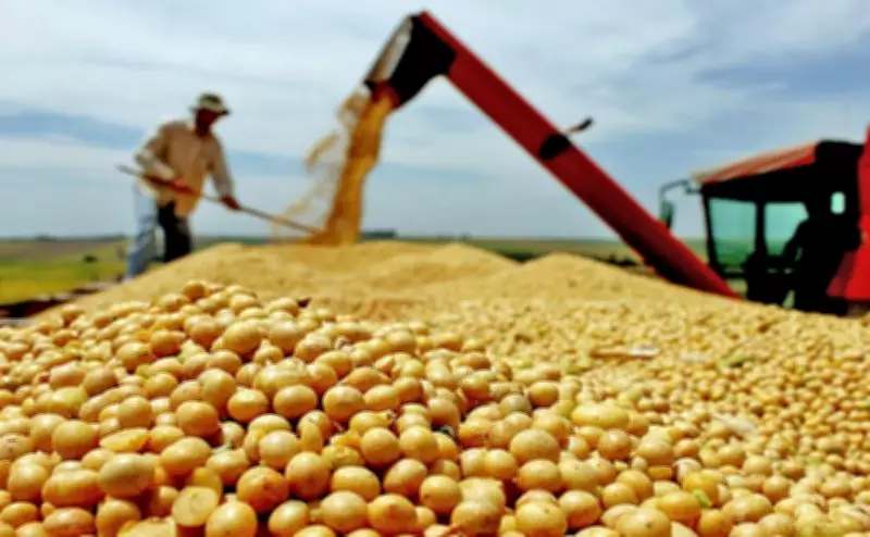 Novos protocolos fitossanitários da China impactam embarques de soja brasileira