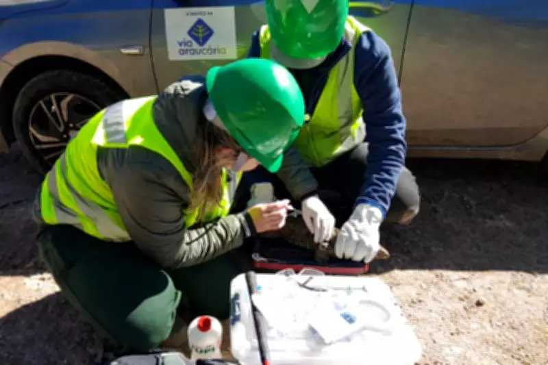 Obras viárias no Paraná avançam com ações ambientais para preservação da fauna e flora