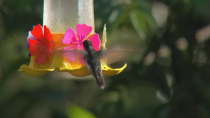 Observação de Aves Atrai Turistas e Famílias para Piedade, Revelando Riqueza da Fauna Paulista