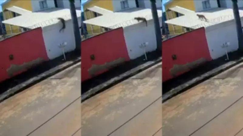 Onça é flagrada novamente em telhados de bairro na Grande BH; terceiro avistamento em uma semana