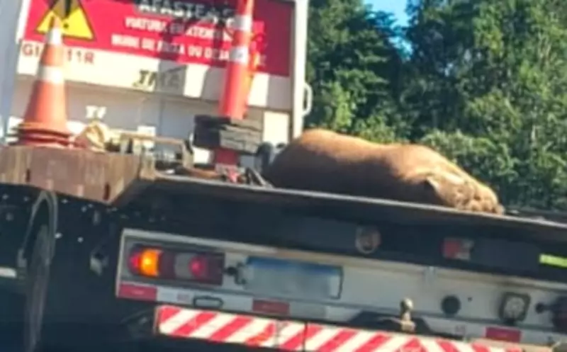 Onça-parda adulta é encontrada morta após atropelamento na Rodovia Castello Branco em Bofete