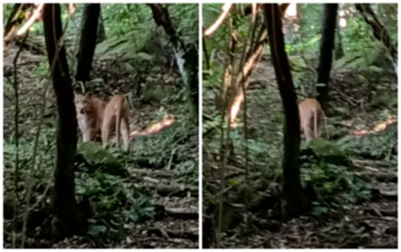 Onça-parda é filmada caminhando tranquilamente em fazenda de Itu, em São Paulo