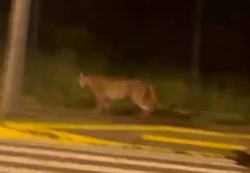 Onça-parda é flagrada próxima a condomínio e assusta moradores em Bauru, SP