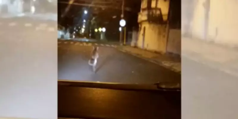 Onça-parda invade garagem em Bauru após correr por ruas; veja vídeo e resgate