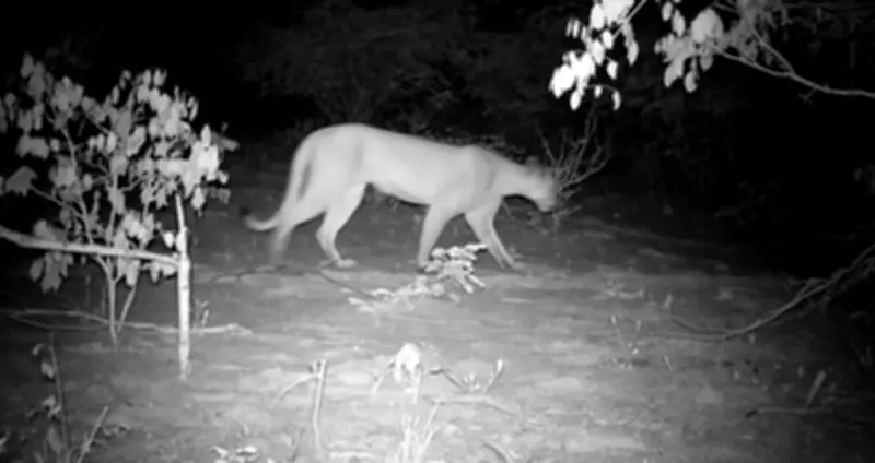 Onça-parda reaparece em Alagoas após 25 anos sem registros no estado