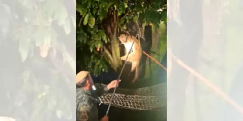 Onça-parda é resgatada de árvore a 6 metros de altura em empresa de Marília