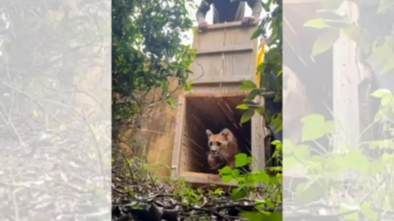Onça-parda resgatada em garagem de Bauru é devolvida com sucesso à natureza