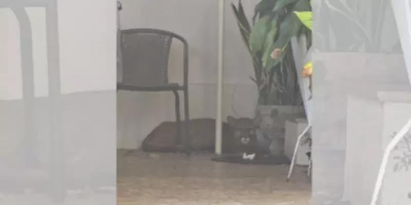 Onça-parda é resgatada em garagem de casa no centro de Bauru, SP