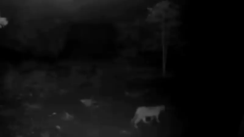 Onça-parda ronda comunidade rural em MG e devora animais domésticos durante noites