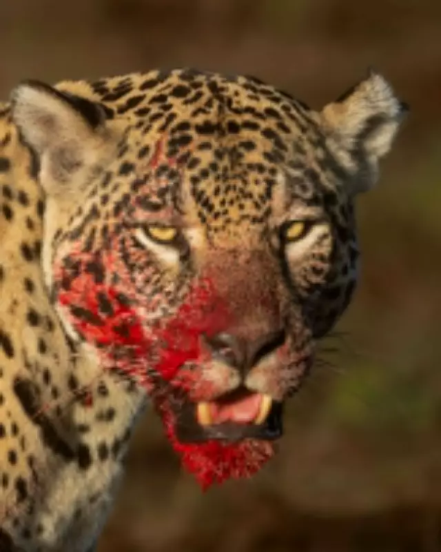 Onça-pintada Aracy é fotografada com rosto ensanguentado após caça no Pantanal