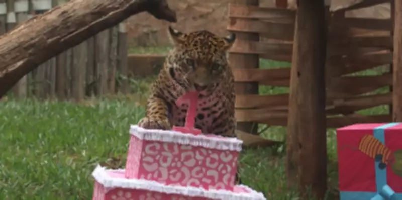 Onça-pintada Atenas completa um ano com festa no Parque Ecológico de São Carlos