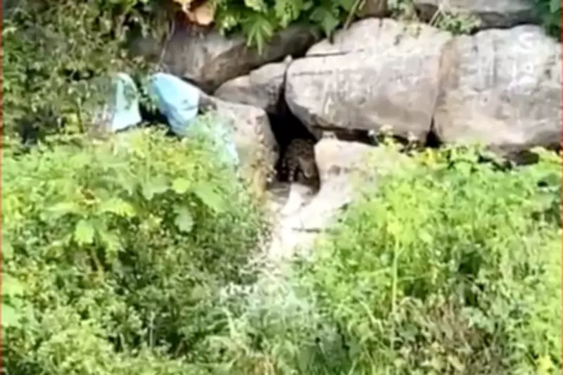 Onça-pintada é avistada durante pescaria no Pantanal de Mato Grosso do Sul