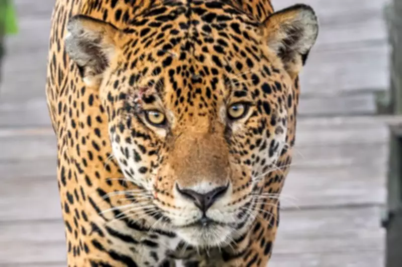 Onça-pintada em destaque na COP15: comportamento migratório exige cooperação internacional