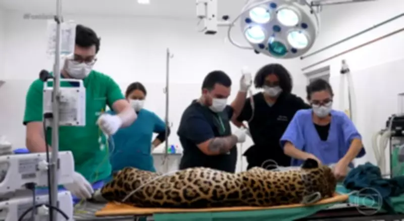 Onça-pintada Jack recebe transfusão de sangue inédita no Brasil em hospital veterinário de SP