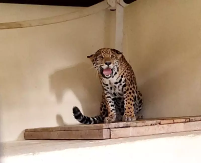 Onça-pintada Maya retorna ao Zoológico de BH após tratamento de fratura