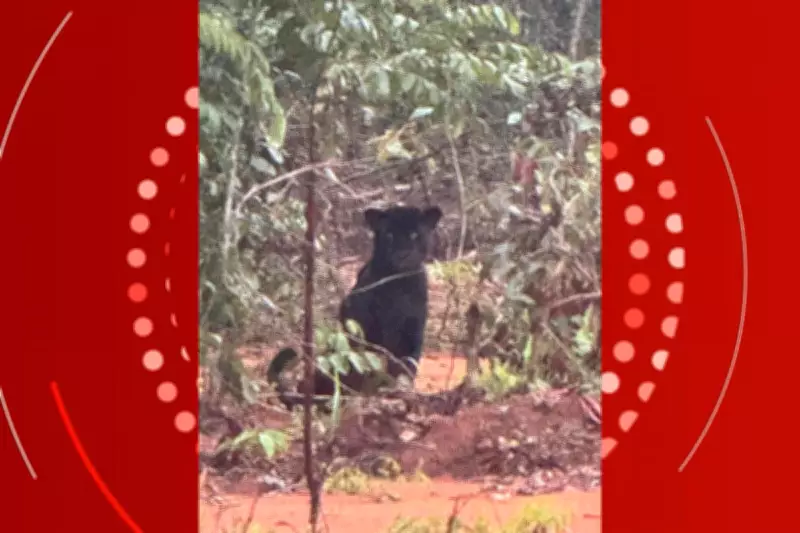 Onça-pintada preta é flagrada atravessando estrada e observando carro em Mato Grosso