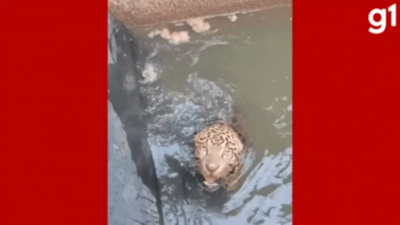 Onça-pintada é resgatada após ficar presa em canal de usina elétrica em Mato Grosso
