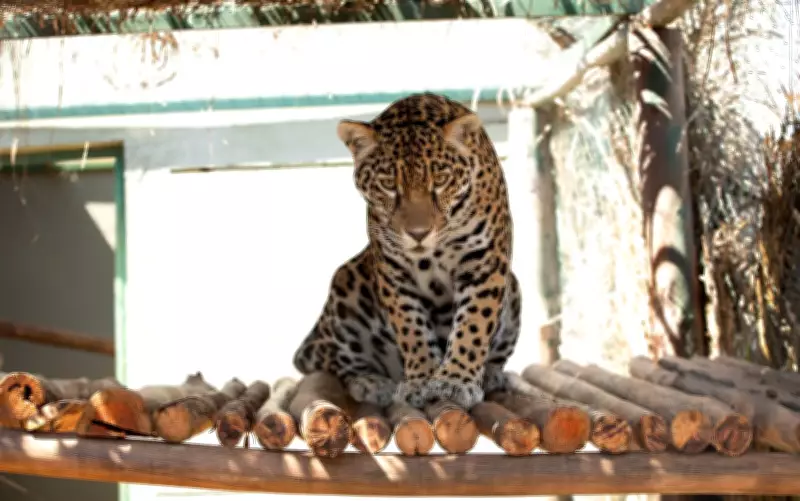 Onça-pintada resgatada como animal doméstico passa por treinamento inédito para retornar à natureza