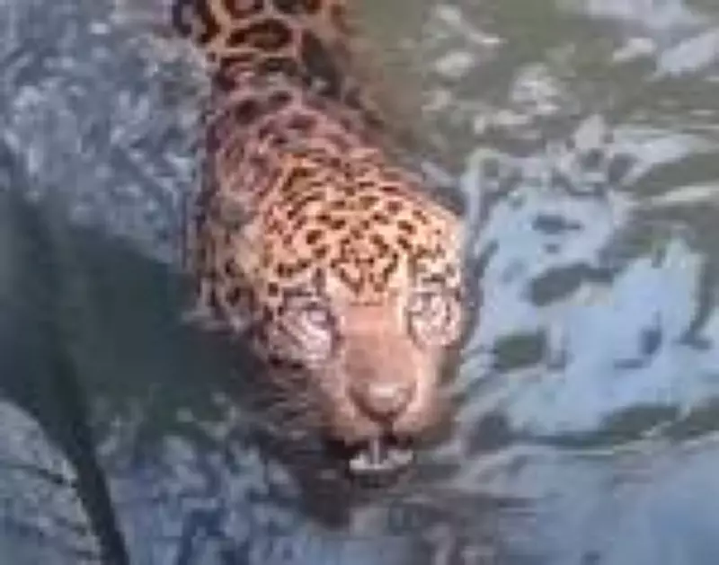 Onça-pintada é resgatada de canal em hidrelétrica de Mato Grosso após oito horas