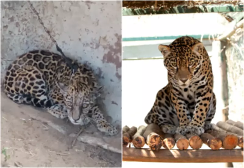 Onça-pintada resgatada em Roraima é transferida para santuário em GO após 14 meses de reabilitação