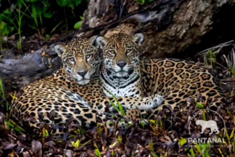 Onças-pintadas Pakoba e Pari são flagradas juntas no Pantanal de Mato Grosso