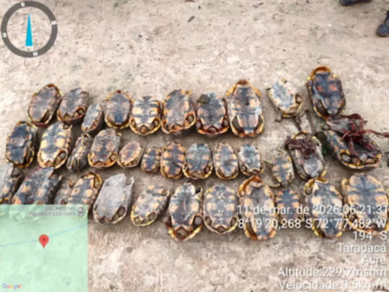 Operação apreende 36 jabutis em reserva extrativista no Vale do Juruá