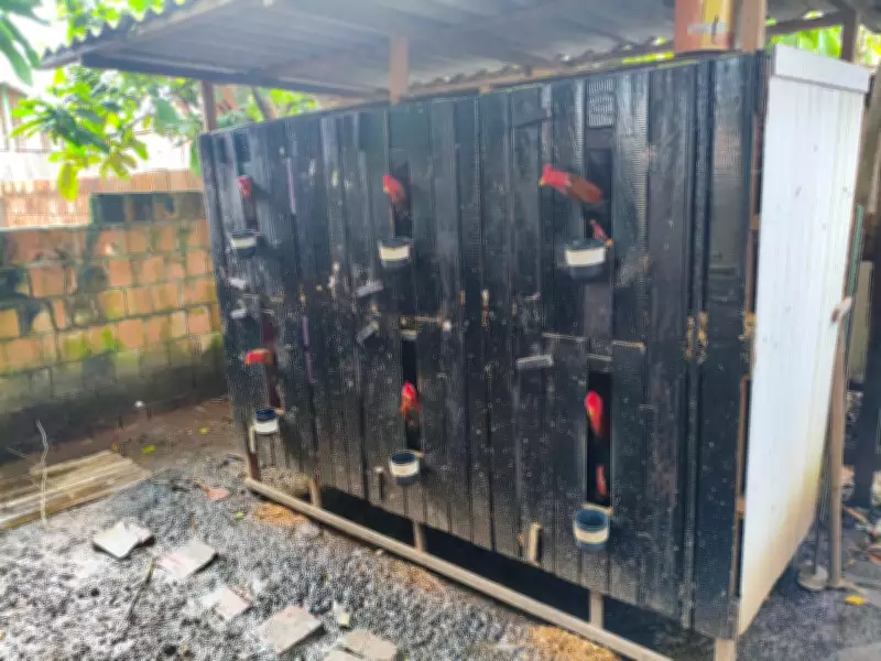 Operação Ícaro fecha arena de rinha e resgata mais de 20 galos no Amazonas