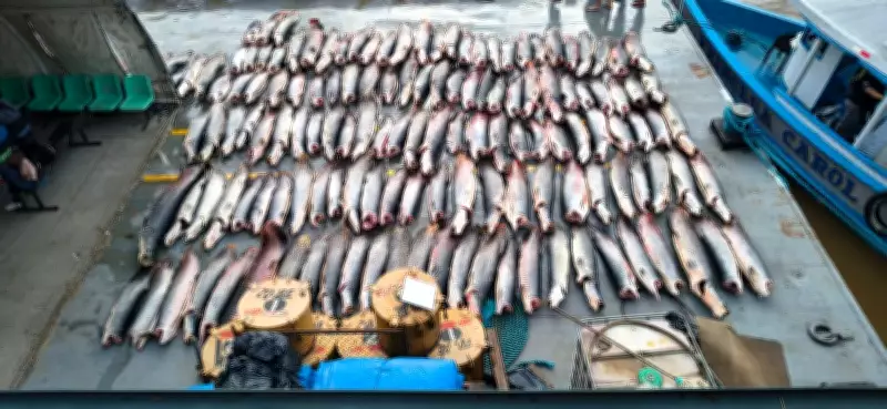 Operação da PM apreende mais de 16 toneladas de pescado ilegal no interior do Amazonas