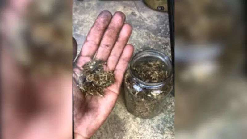 Operação Gontijo apreende drogas e dinheiro em Divinópolis; suspeitos usavam redes sociais