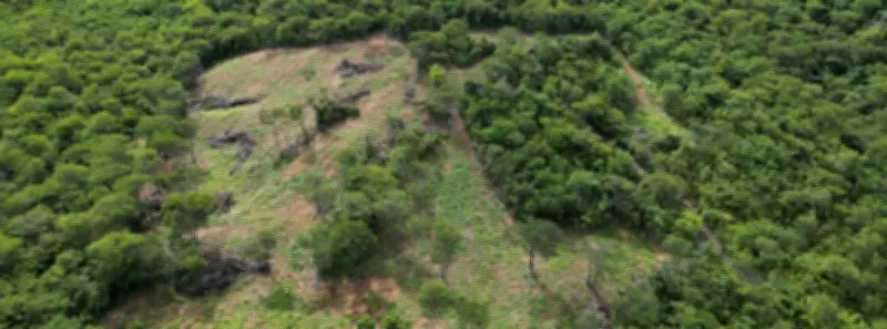 Operação Mata Branca aplica R$ 726 mil em multas por desmatamento ilegal no Norte de Minas