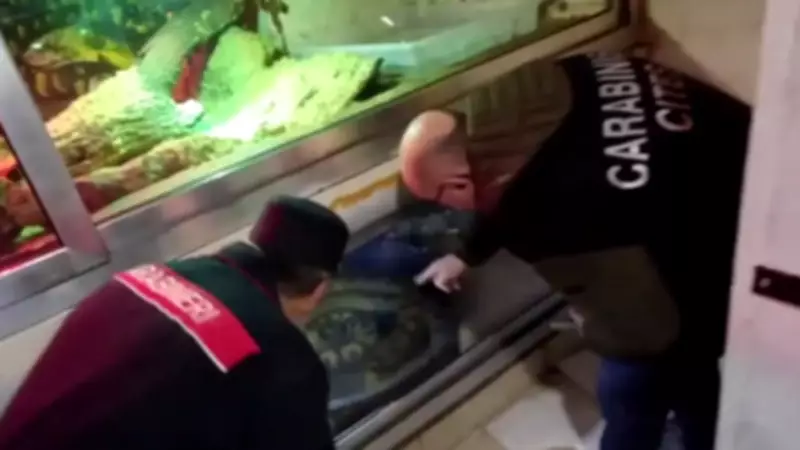 Operação na Itália apreende crocodilo e serpentes gigantes escondidos em porão