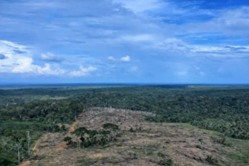 Operação no Amazonas embarga área equivalente a 49 campos de futebol por desmatamento ilegal