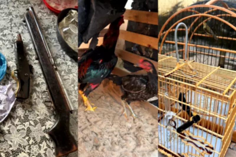 Operação no Piauí apreende armas, galos e gaiolas em combate ao tráfico de drogas