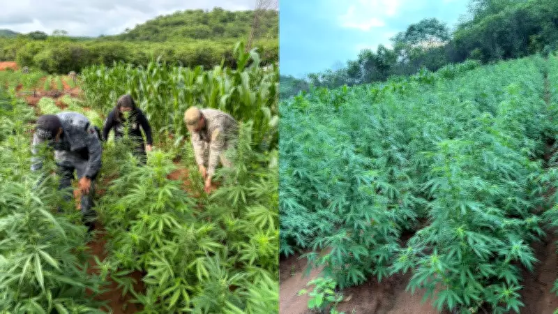 Operação no Piauí descobre plantação de 115 mil pés de maconha em zona rural