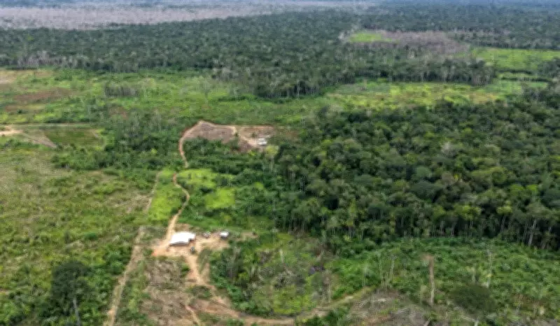 Operação Tamoiotatá 6: Ipaam aplica mais de R$ 1,7 milhão em multas e embarga 220 hectares no Amazonas