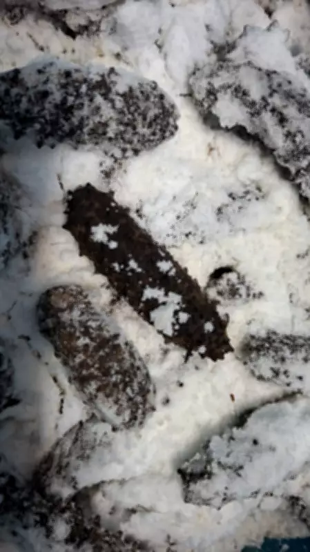 Operação Tritão prende suspeitos de pesca ilegal em Angra dos Reis