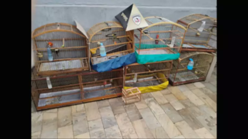 Operação Volatus apreende 175 aves silvestres e prende 13 por tráfico em Minas Gerais