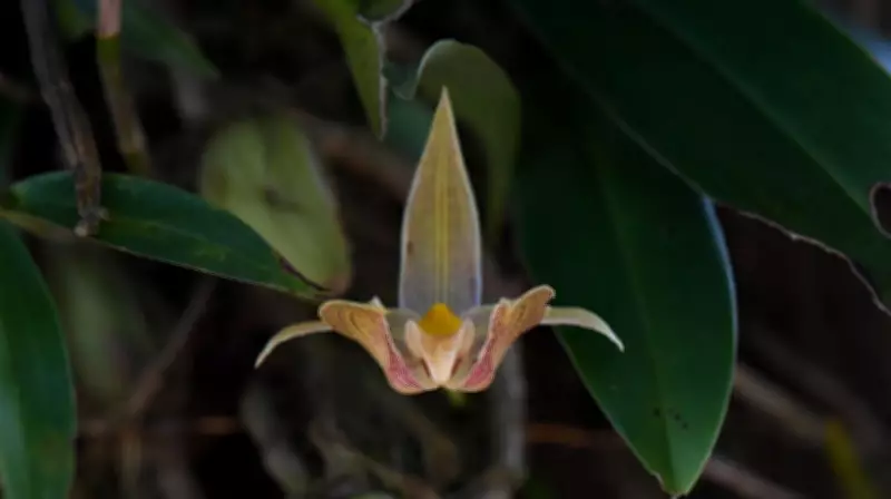 Orquídeas brasileiras usam perfumes e armadilhas sofisticadas para garantir reprodução