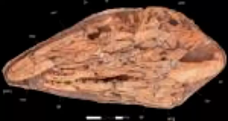 Paleontólogos identificam nova espécie de 'tiranossauro dos oceanos' no Marrocos