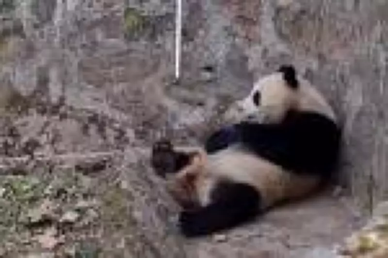 Panda na China se recusa a devolver celular de visitante que caiu em seu recinto
