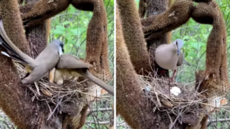 Papa-lagarta tenta invadir ninho de juriti, mas defesa heroica muda desfecho da disputa