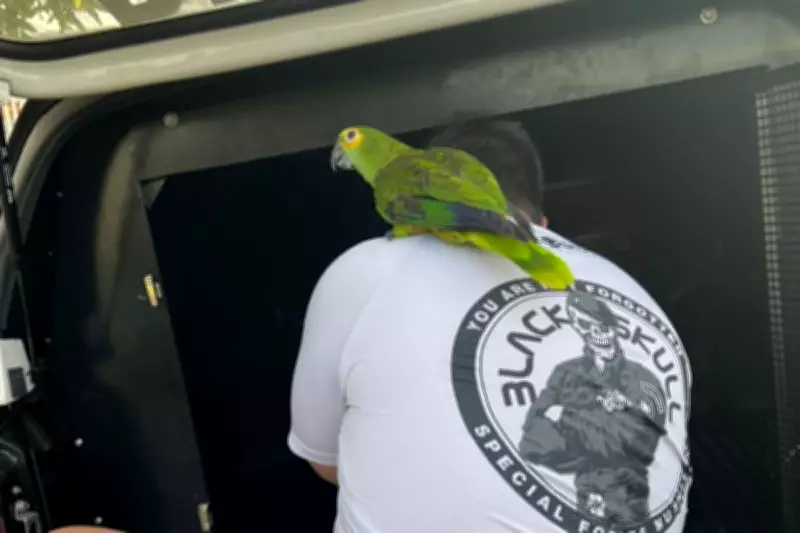 Papagaio acompanha tutor suspeito de tráfico até viatura policial em operação interestadual