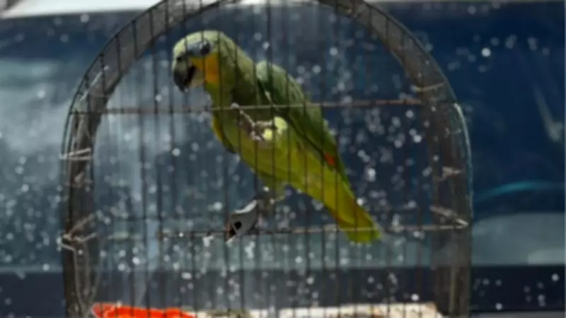 Papagaio-do-mangue é resgatado no litoral do Piauí e será avaliado em Teresina