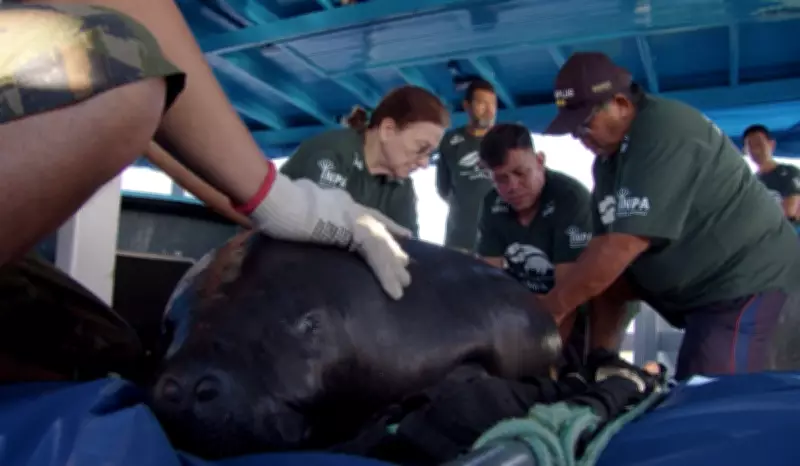 Peixes-bois retornam à natureza após até uma década de reabilitação no Amazonas