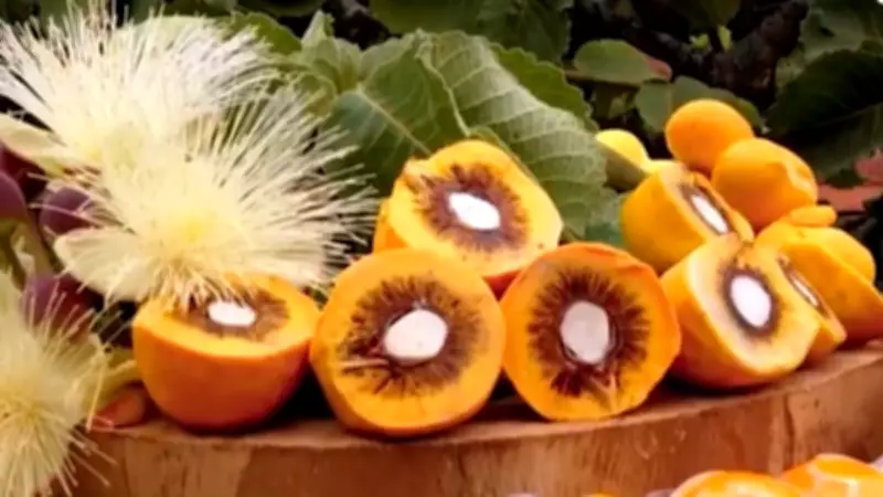 Pequi do Cerrado se transforma em hidratante facial e capilar em pesquisa da USF