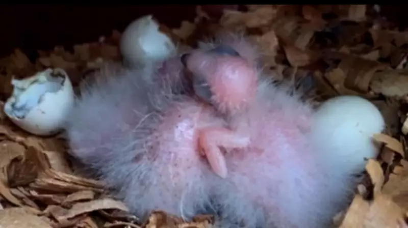 Periquito-cara-suja renasce em liberdade na Caatinga após mais de um século de ausência