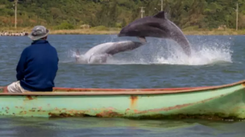 Pesca colaborativa com botos em Laguna (SC) é reconhecida como patrimônio cultural imaterial