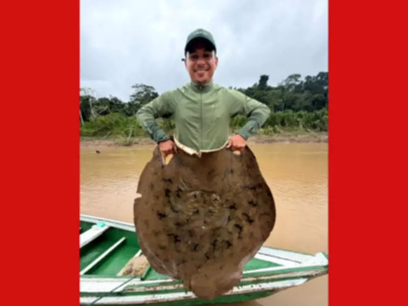 Pescadores capturam arraia gigante ameaçada de extinção no Rio Acre, no interior do AC