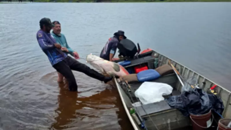 Pescadores capturam pirarucu de quase 100 kg após uma hora de luta em rio de Cardoso